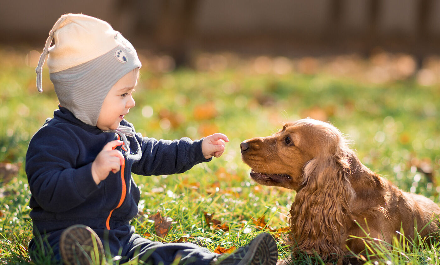 niño pequeño jugando con un perro en el parque.