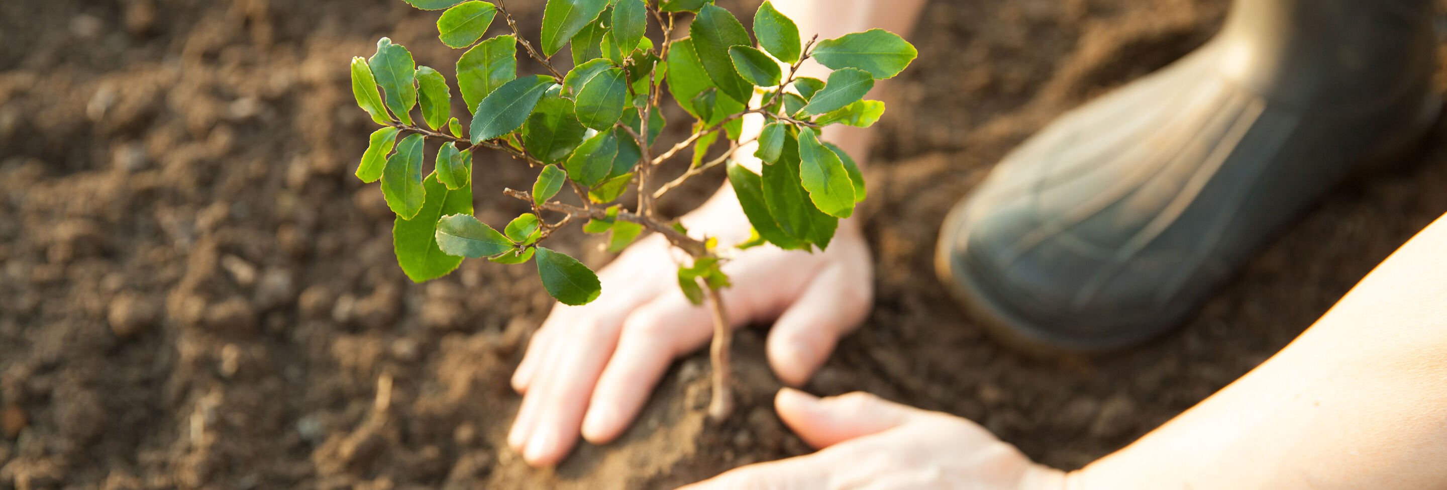 Una persona planta un pequeño árbol en la tierra.
