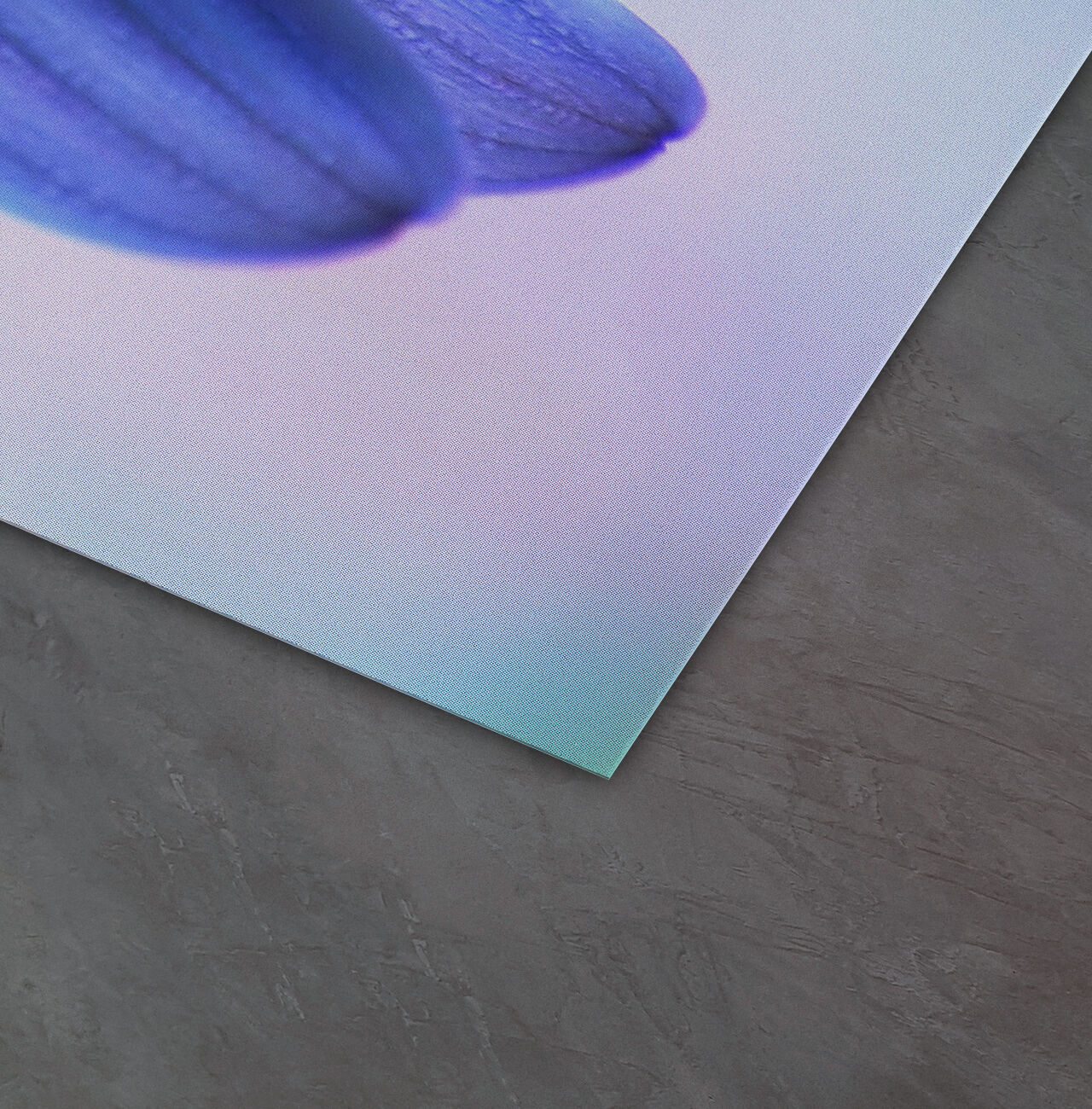 Acercamiento de una flor azul sobre un fondo suave y en degradado.