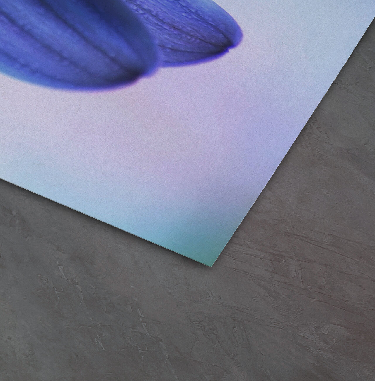 Crocus azul con pétalos delicados sobre un fondo colorido