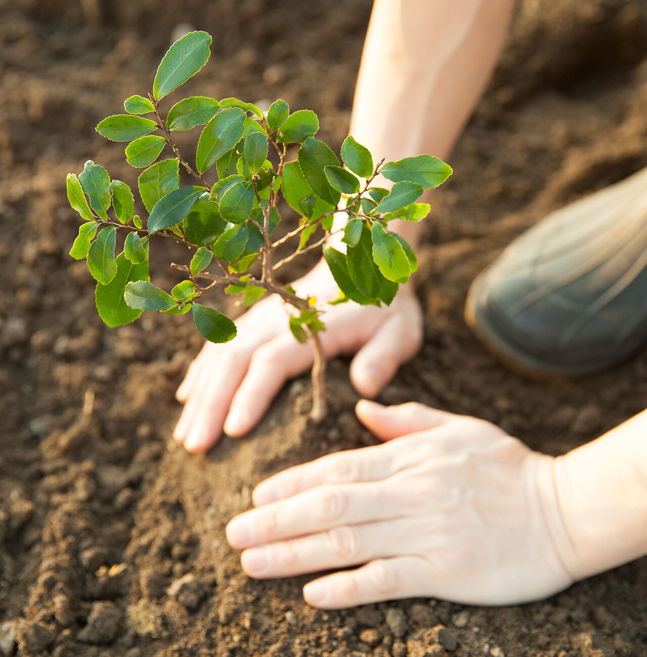 Una persona planta un pequeño árbol en tierra fértil.