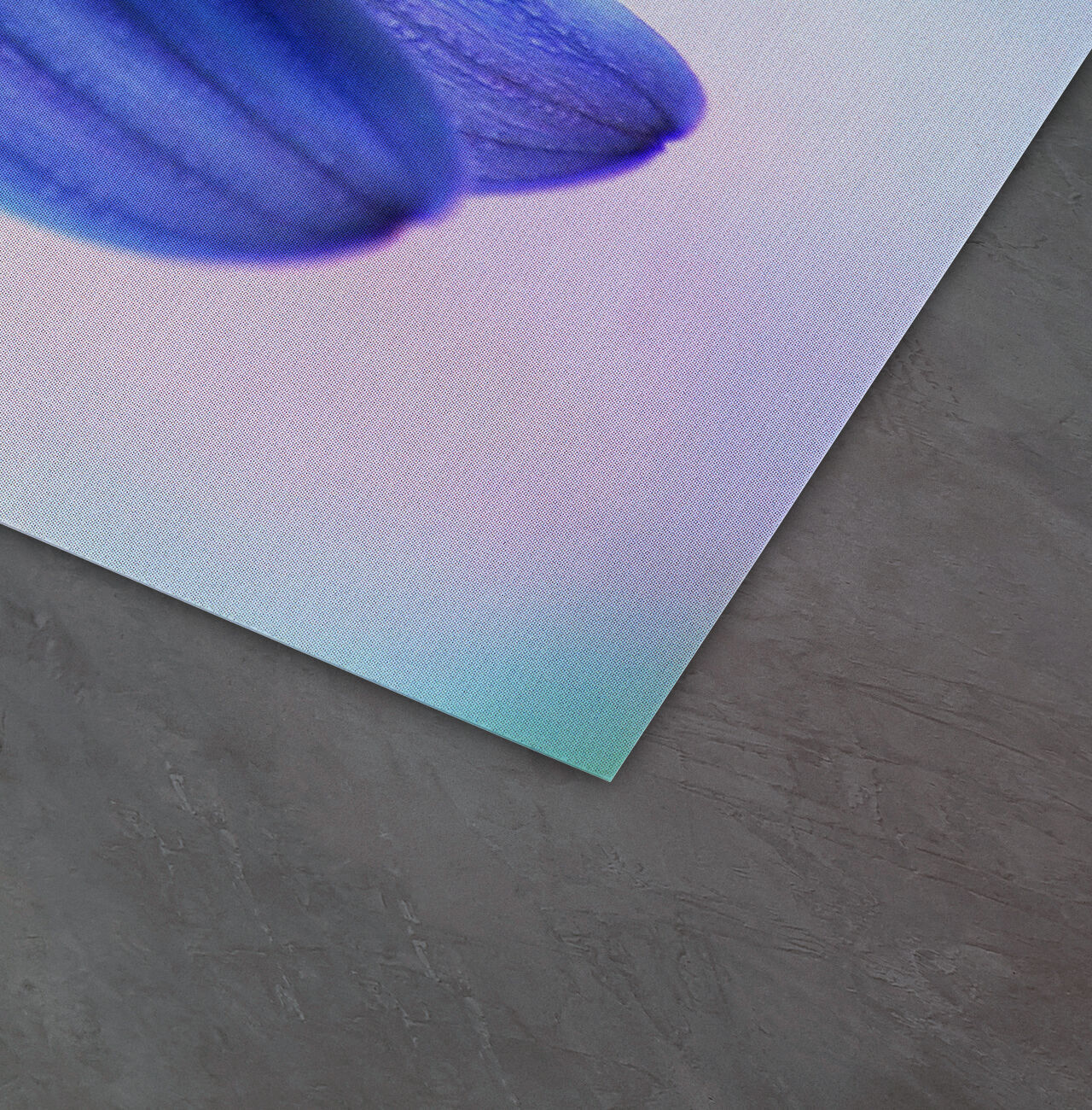 Primer plano de una flor azul con suaves pétalos sobre un fondo borroso suave