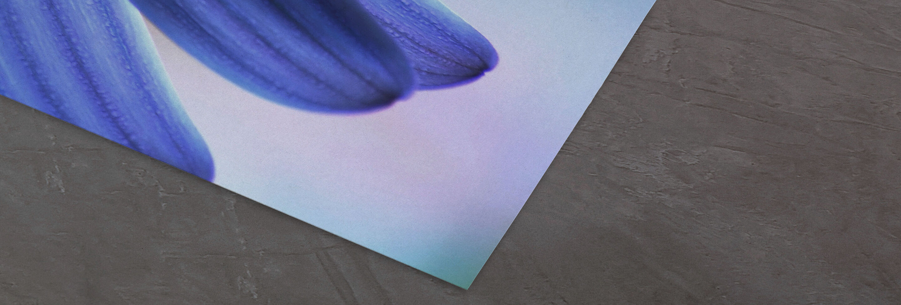 Detalle de un pétalo de flor lila sobre un fondo suave