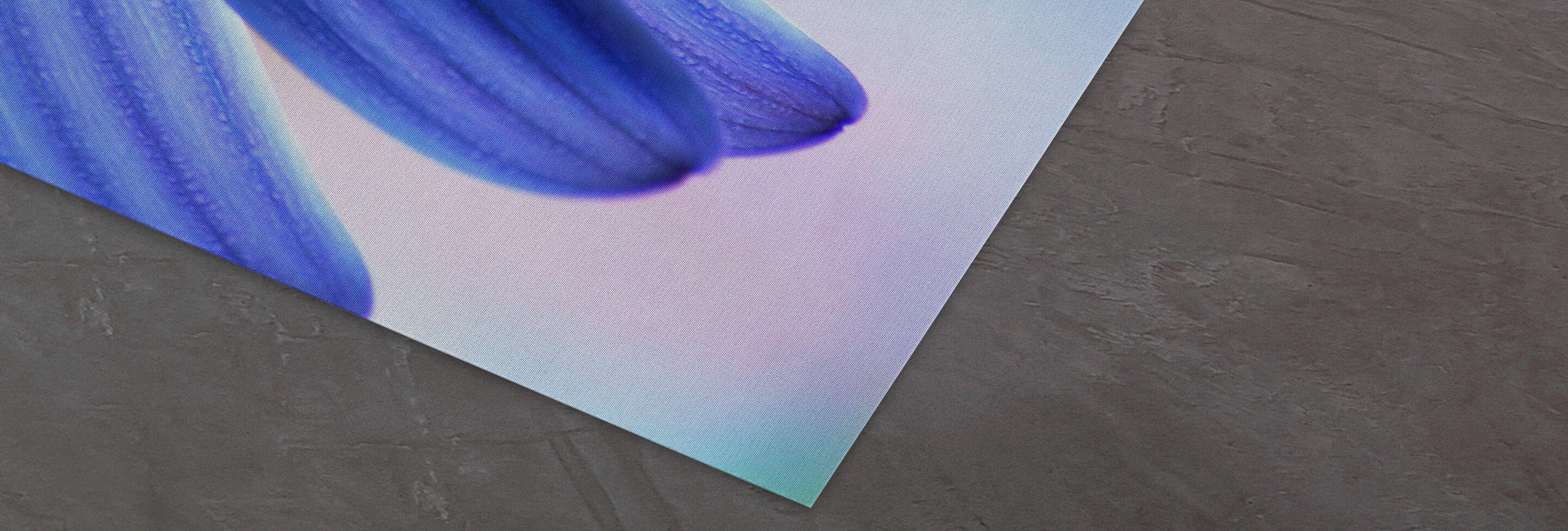 Primer plano de suaves hojas de flores azules sobre un fondo suave.