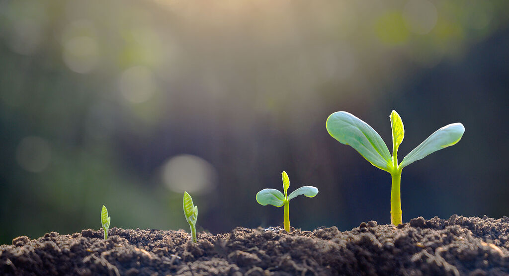 Pequeñas plantas emergen del suelo, simbolizando crecimiento y nuevos comienzos.
