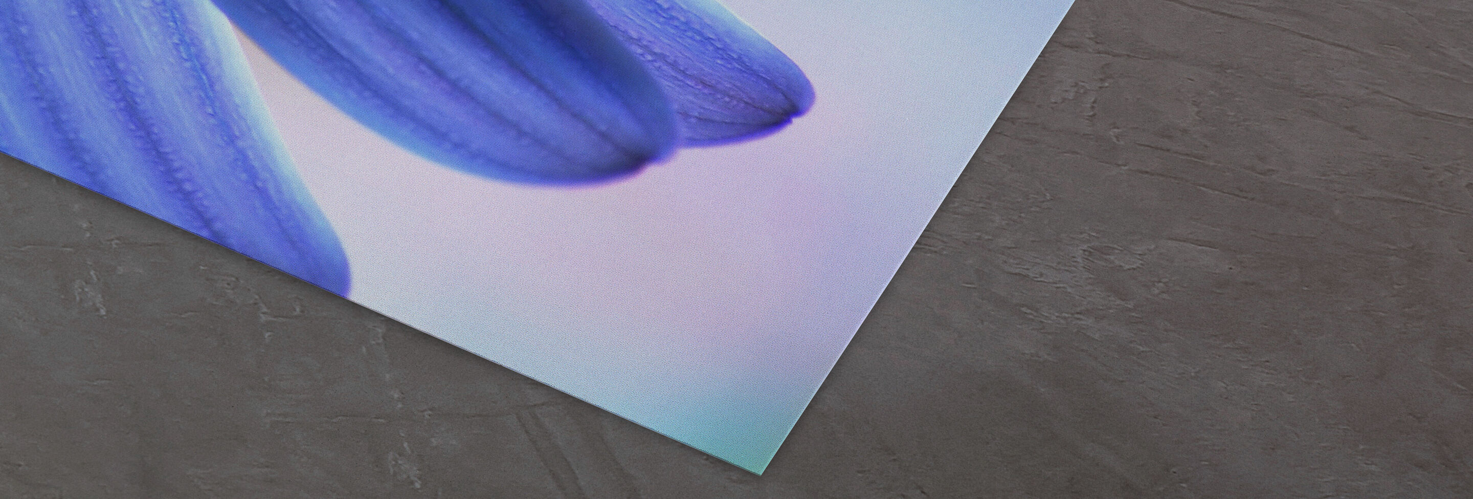 Primer plano de hojas de flores azules sobre un fondo suave