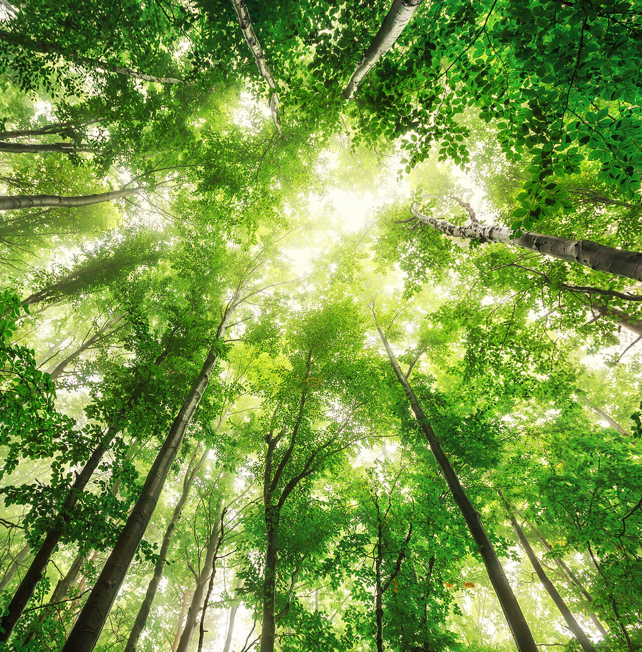 CEWE cuida el medio ambiente y es eco responsable